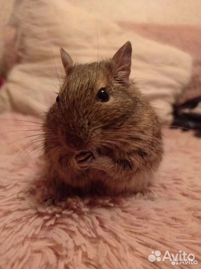 Чилийские белки Дегу