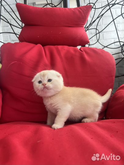 Шотландский вислоухий котенок