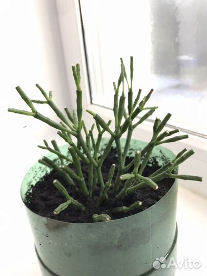 Хатиора/ Рипсалис