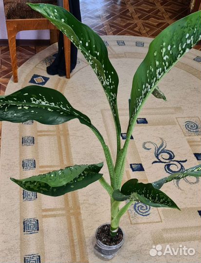 Диффенбахия крокодил (Чешуя Дракона)