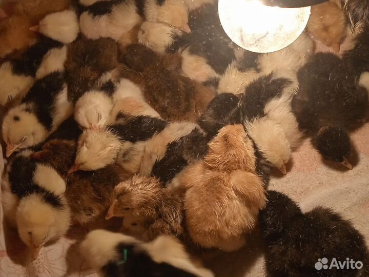 Суточные цыплята Австролорп
