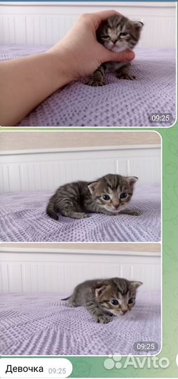 Котята в дар бесплатно