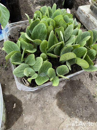 Рассада тыквы