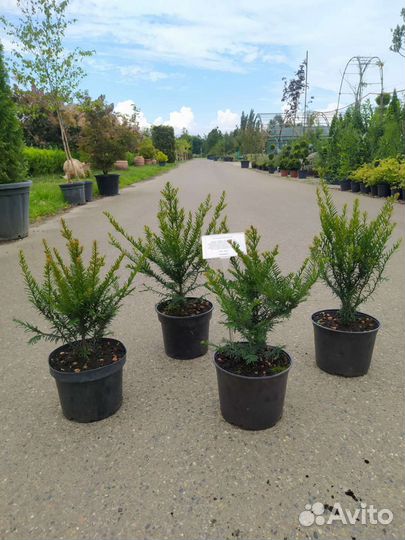 Тис ягодный