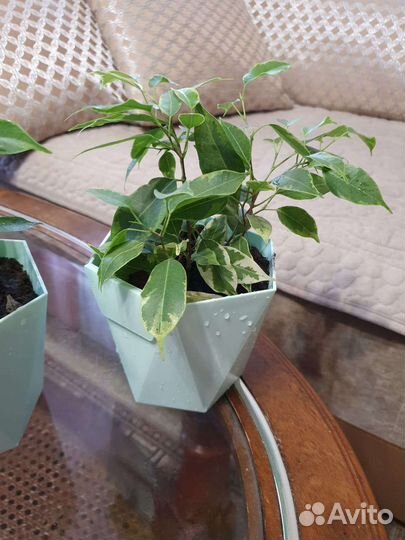 Фикус Бенджамина