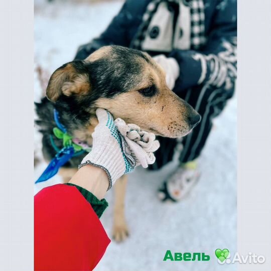 Ласковый Авель из приюта