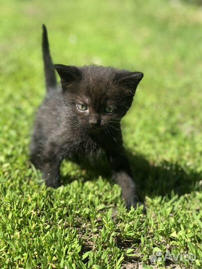 Котята в добрые руки. Один месяц, приучены к лотку