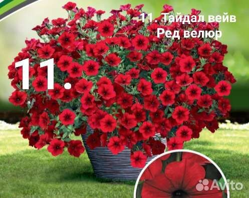 Рассада ампельной петунии