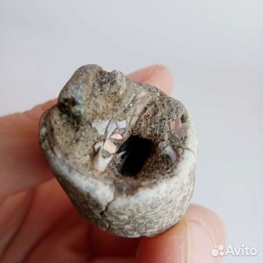 Окаменелости