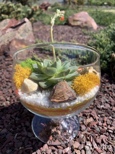 Флорариум суккуленты, подарок