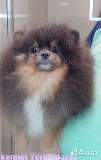 Шикарная маленькая девочка померанский шпиц