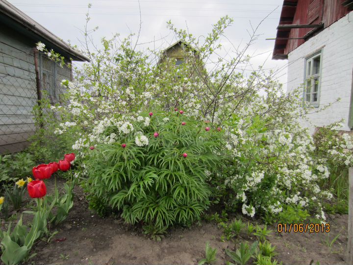 Дача 40 м² на участке 4 сот.