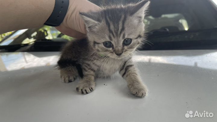 Котята бесплатно