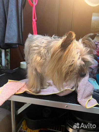 Йоркширский терьер