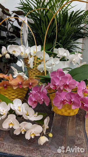 Орхидея Фаленопсис Рауль (Phalaenopsis Raoul)