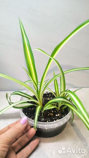 Хлорофитум