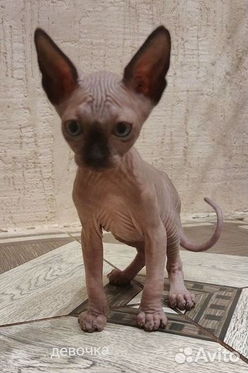 Канадский сфинкс котенок