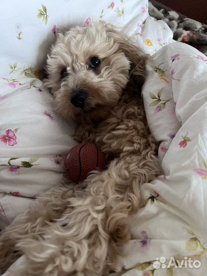 Мальчик мальтипу на вязку