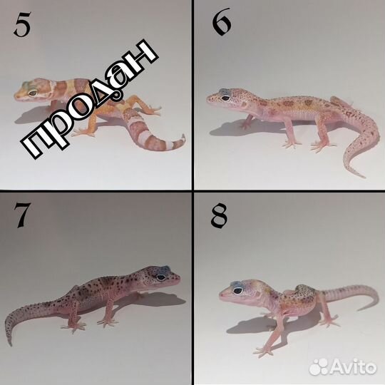 Эублефары 2023