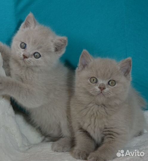 Лиловые и золотые британцы