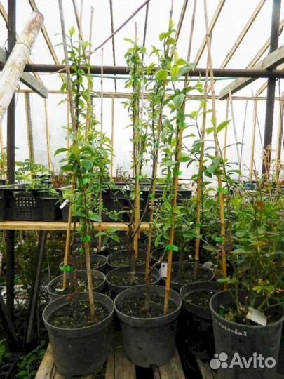 Саженцы сливы Венгерка (синий)