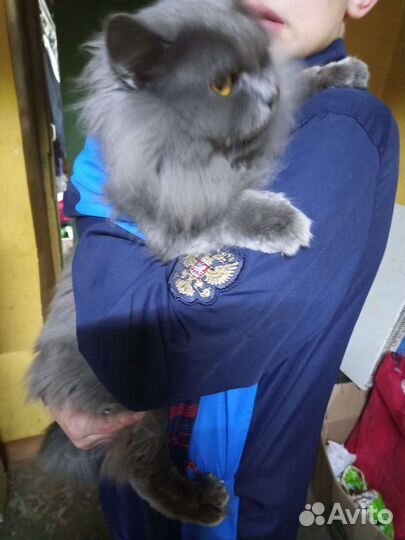 Кот 2 года не кастрат
