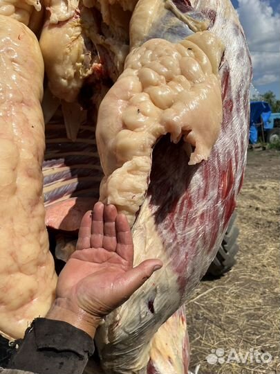 Мясо конина