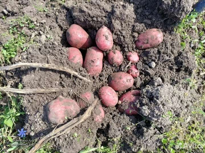 Семенной картофель Шарвари Пирошка