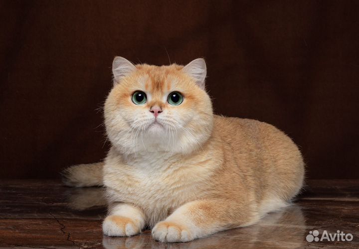 Золотая шиншилла вязка