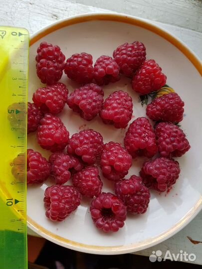 Ремонтантная малина