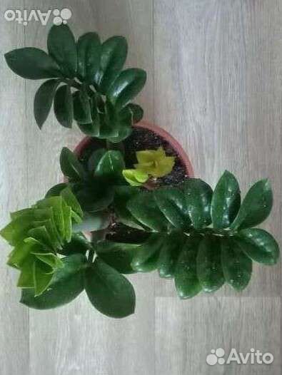 Замиокулькас Зензи