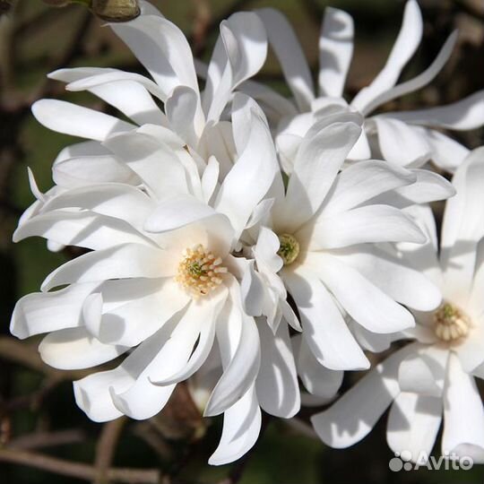 Магнолия и Сакура, саженцы