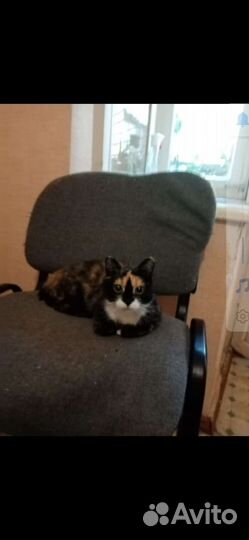 Кошка из капкана