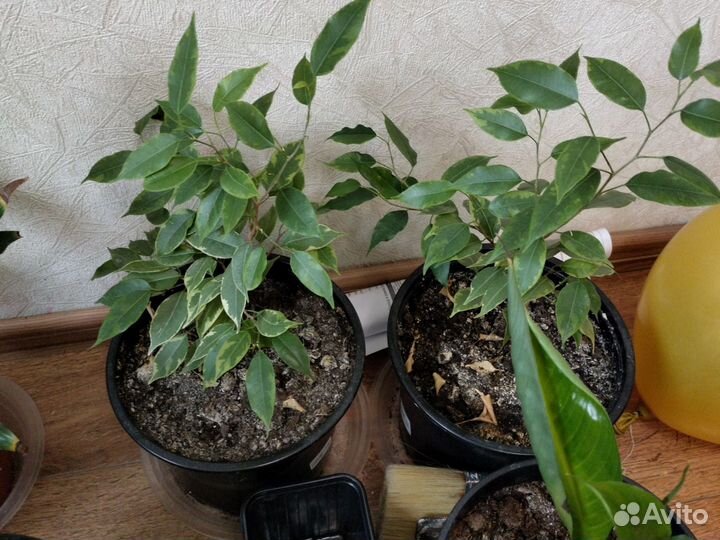 Фикус бенджамина пестролистный