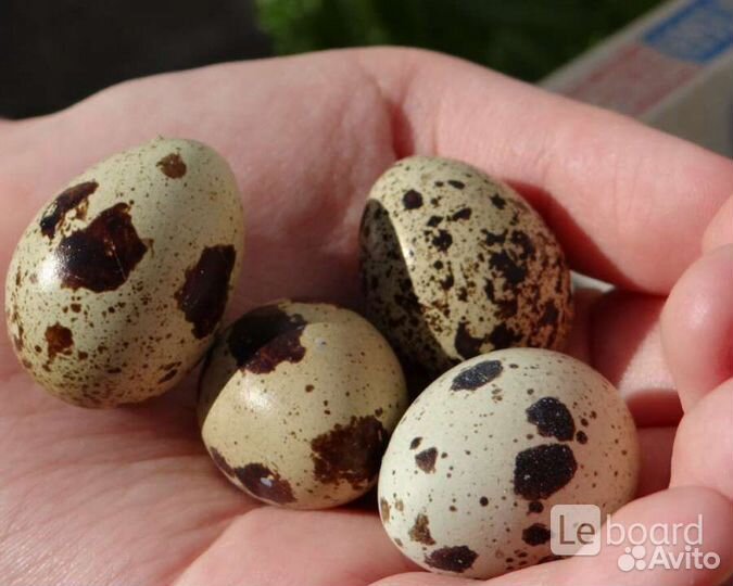 Перепела Белый гигант. Яйцо инкубационное