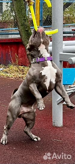 Вязка с американским хулиганом/Американский Булли