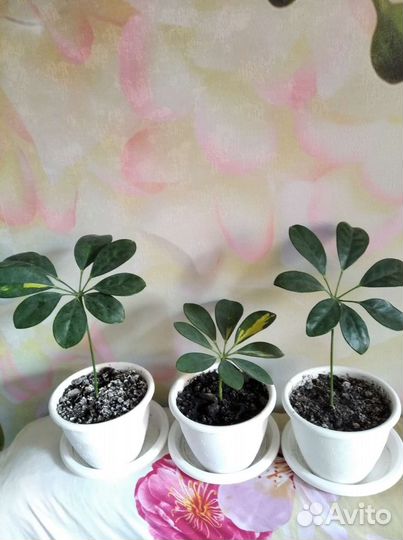 Кротоны и шефлеры