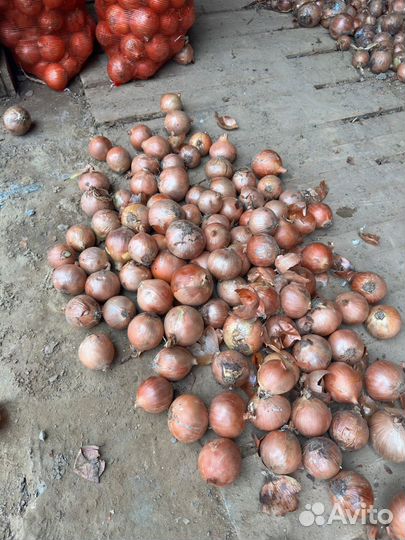 Лук репчатый оптом