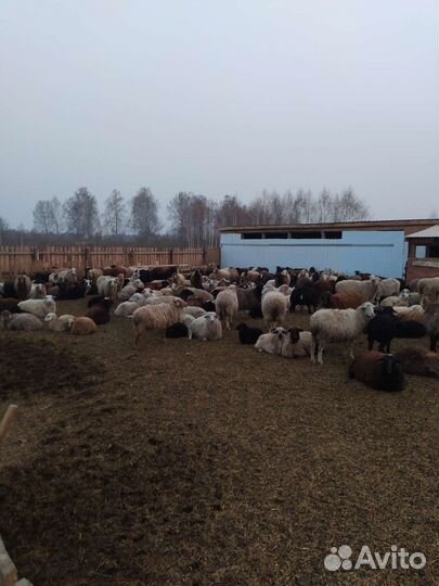 Овцы бараны