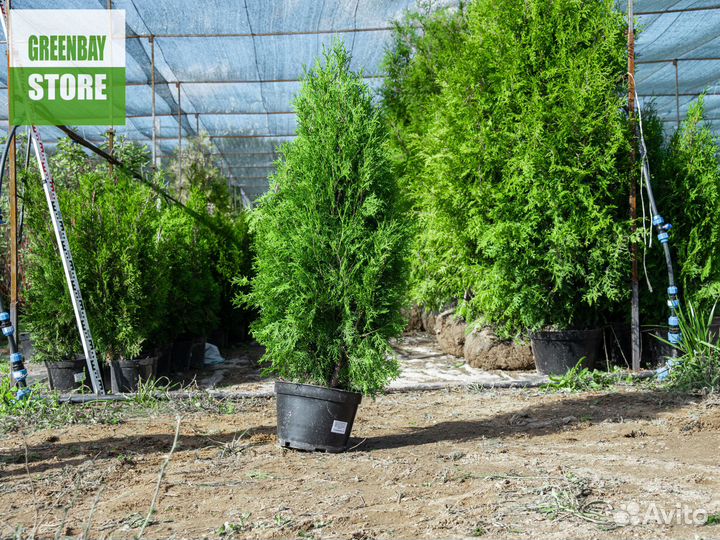 Туя колумна 1,2 м свежая копка 2023