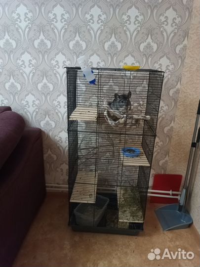 Шиншилла