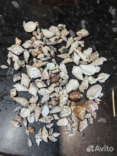 Морские ракушки