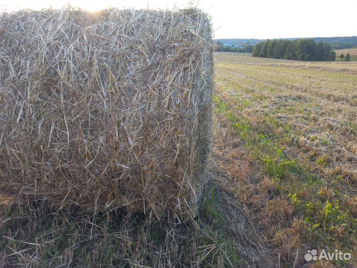 Солома в тюках с доставкой