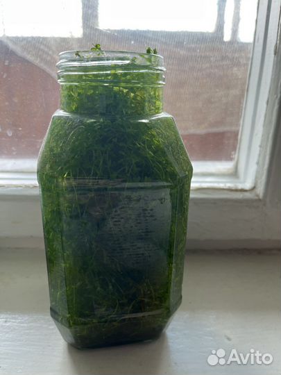 Аквариумные растения вместе с водорослями