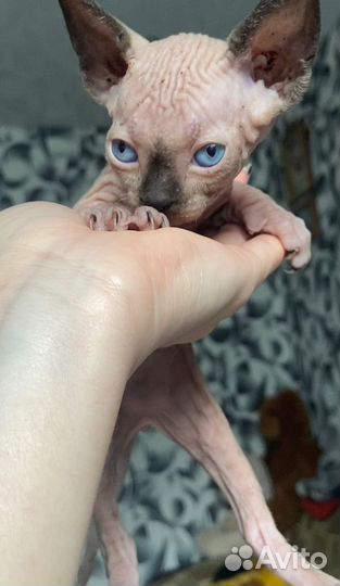 Канадский сфинкс