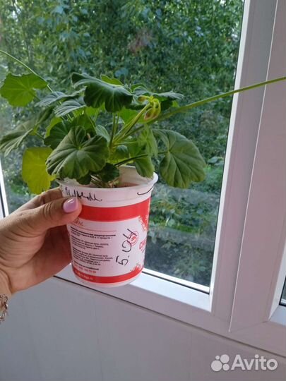 Пеларгония (герань)