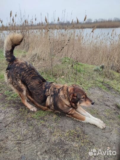 Собака ищет дом