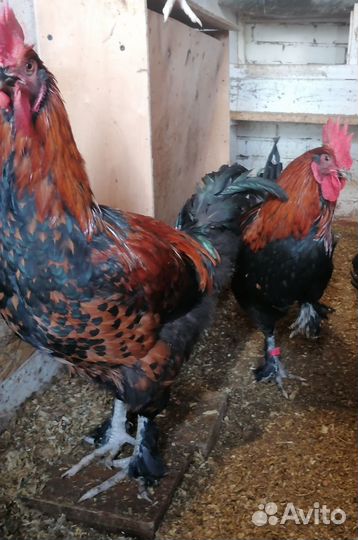 Петушки мараны, амерауканы