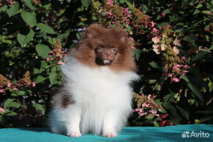 Мальчик шпица