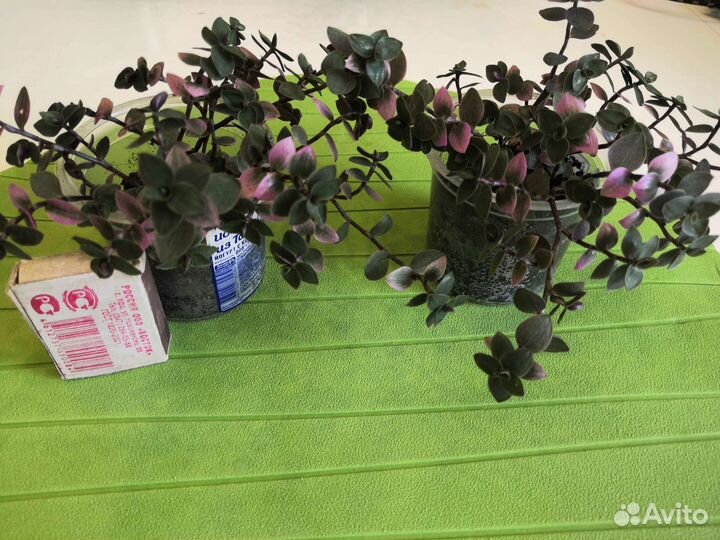 Каллизии бьянко, крибо